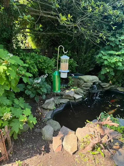 Koi pond planted shelf in Long Island, by Scott Anderson Design.