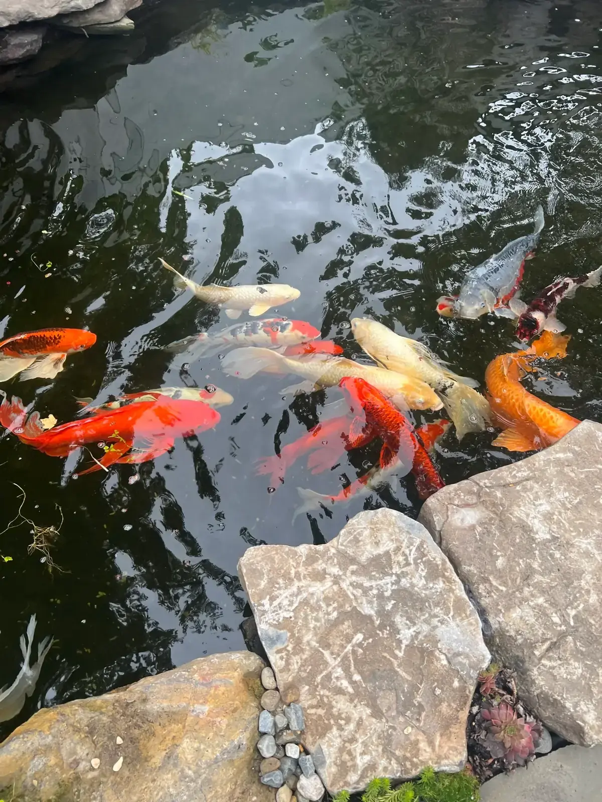 Koi at the viewing ledge