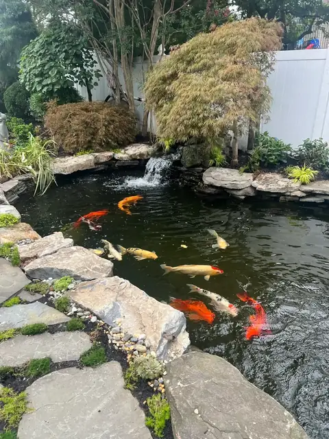 Koi pond rock edge in Long Island, by Scott Anderson Design.