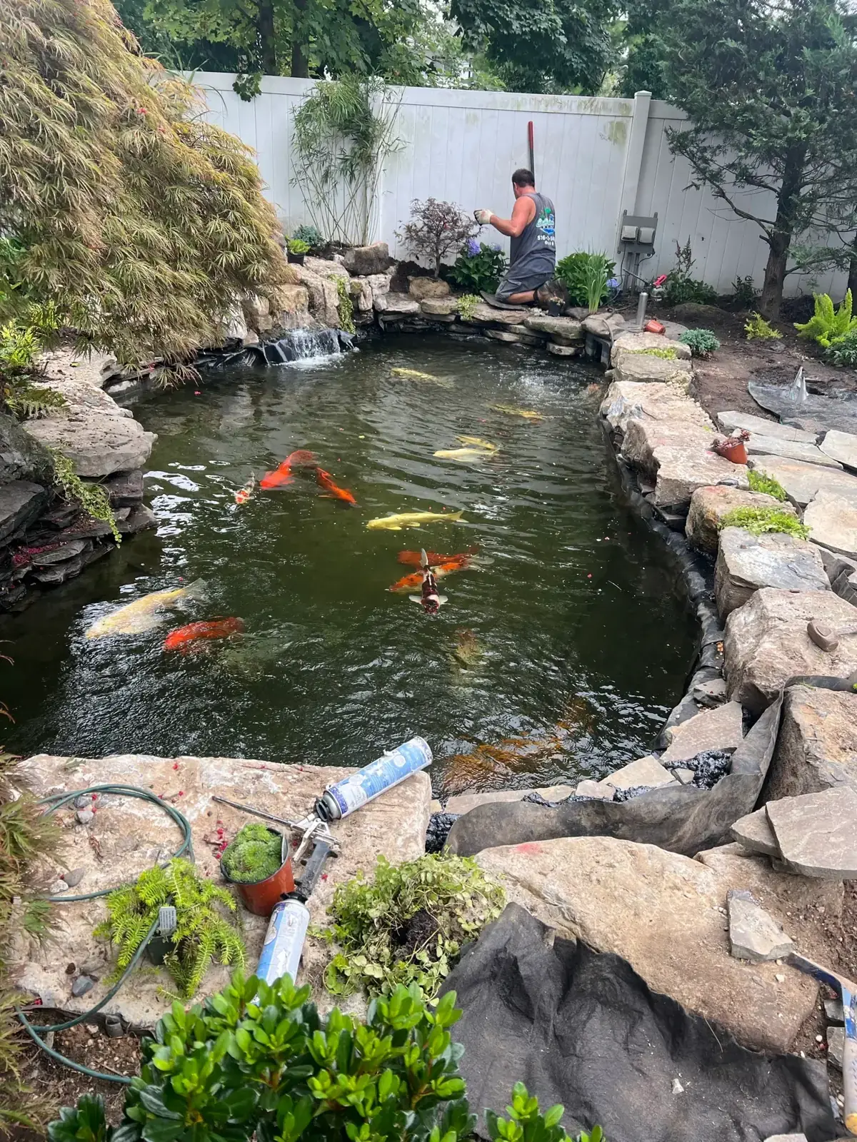 Ecosystem koi pond with waterfall and koi in Bellmore, Nassau County