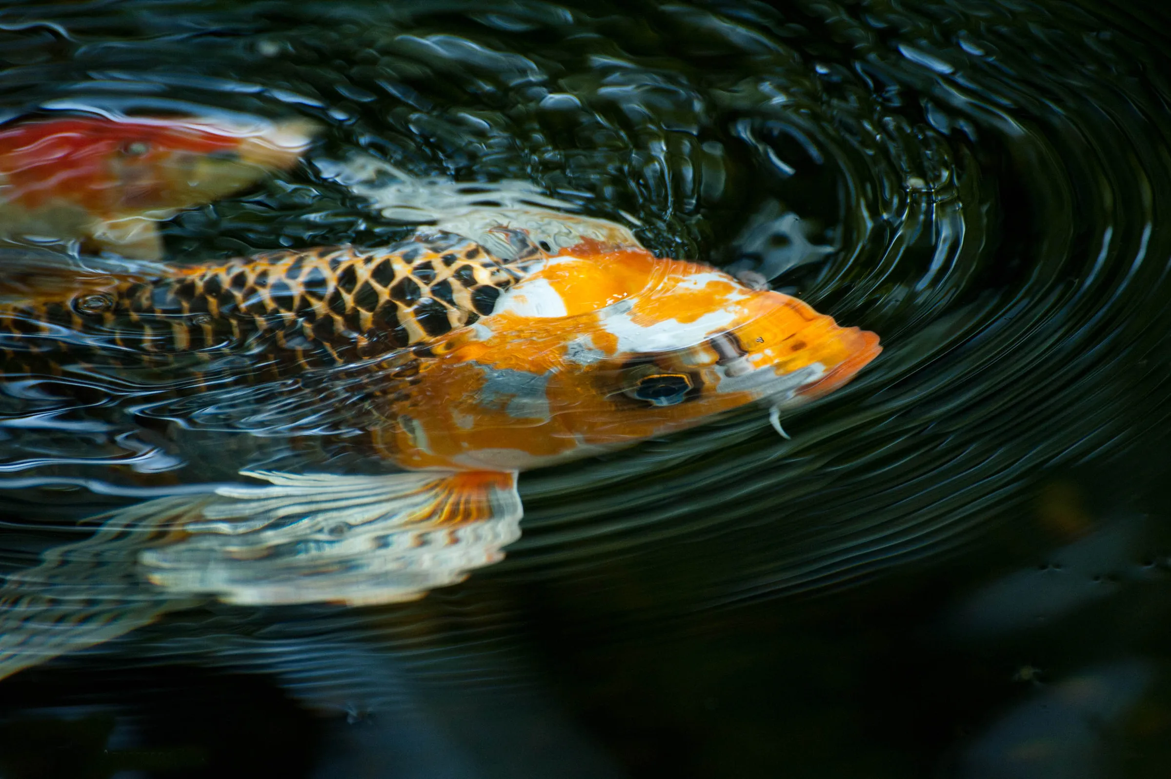 Koi Pond