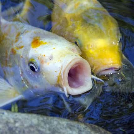 large white koi